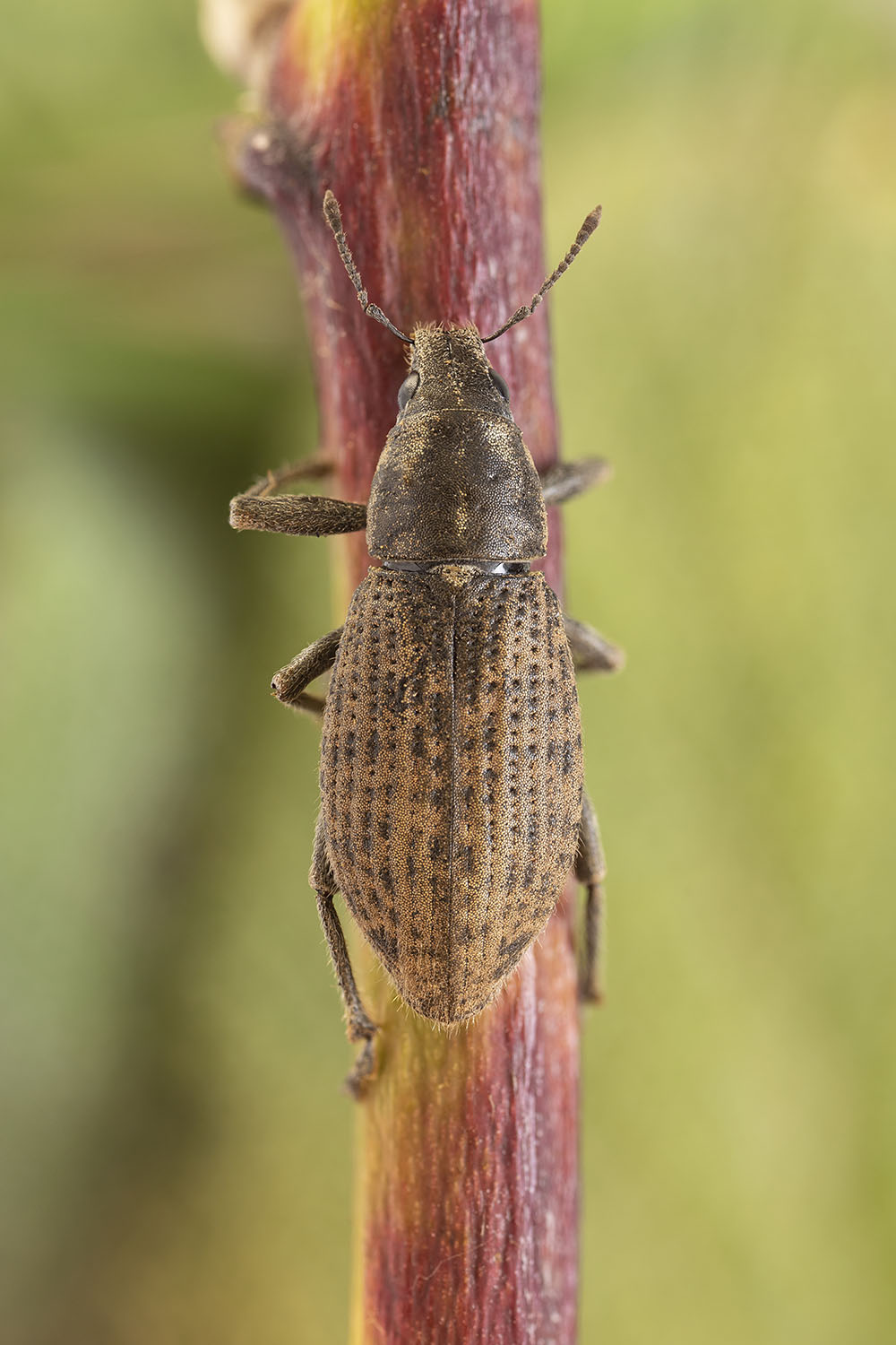 Herpisticus aridicola 