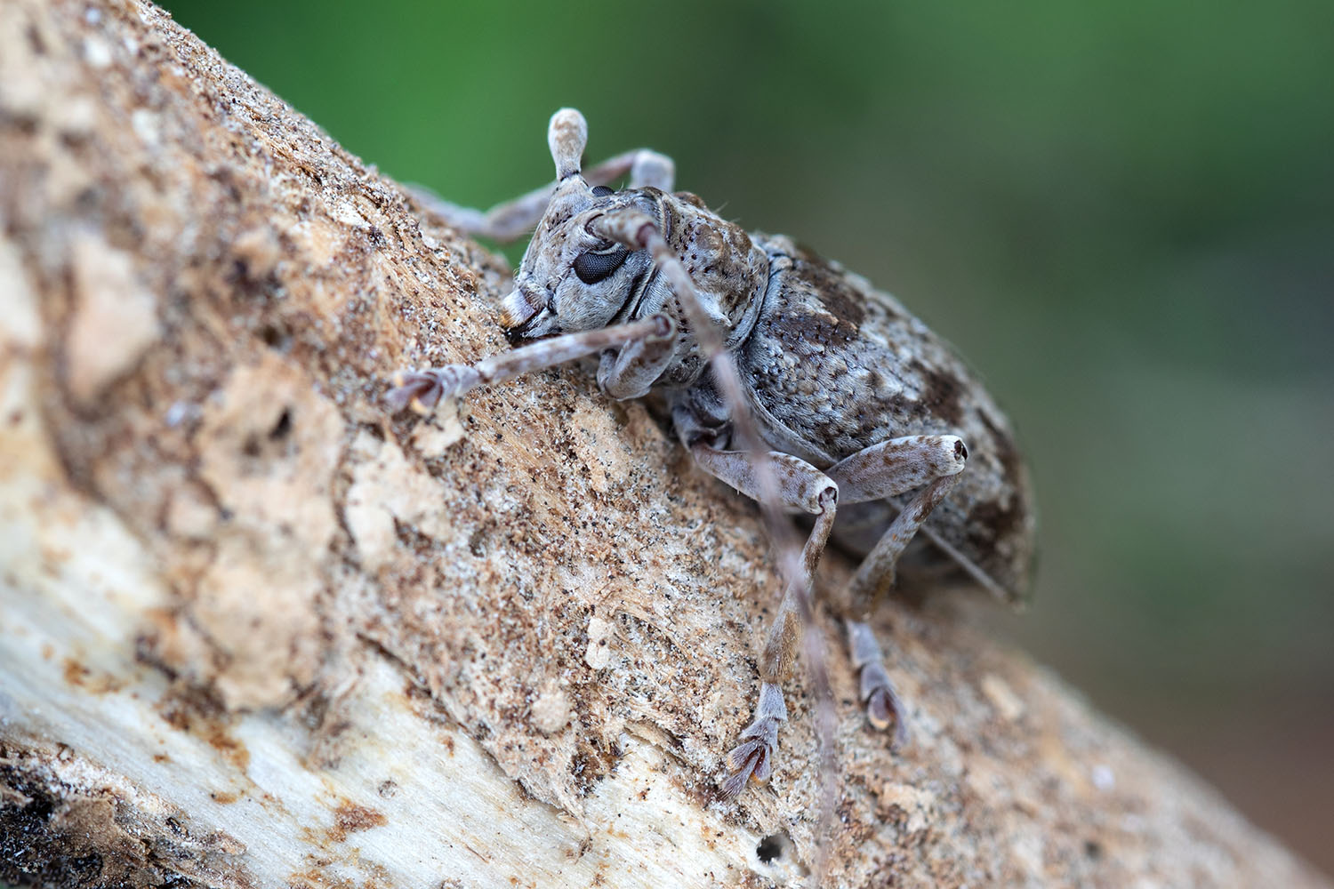 Lepromoris gibba 