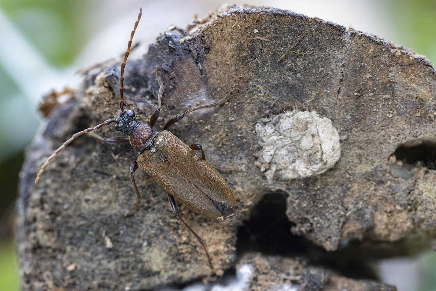 Stictoleptura palmi 