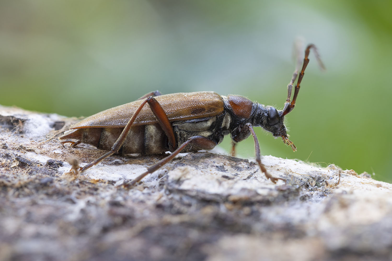 Stictoleptura palmi 