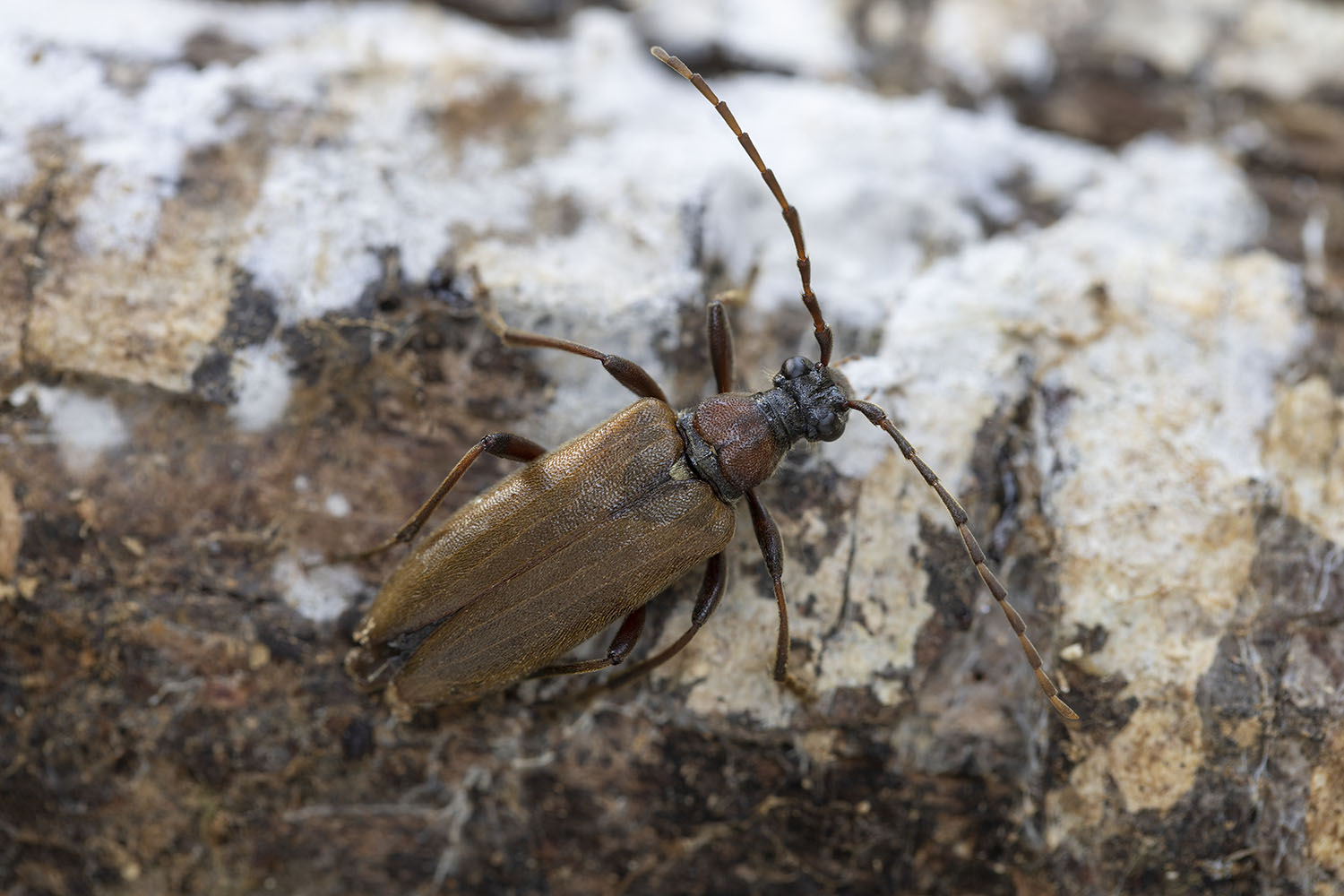 Stictoleptura palmi 