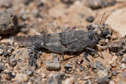 grasshopper unidentified33 