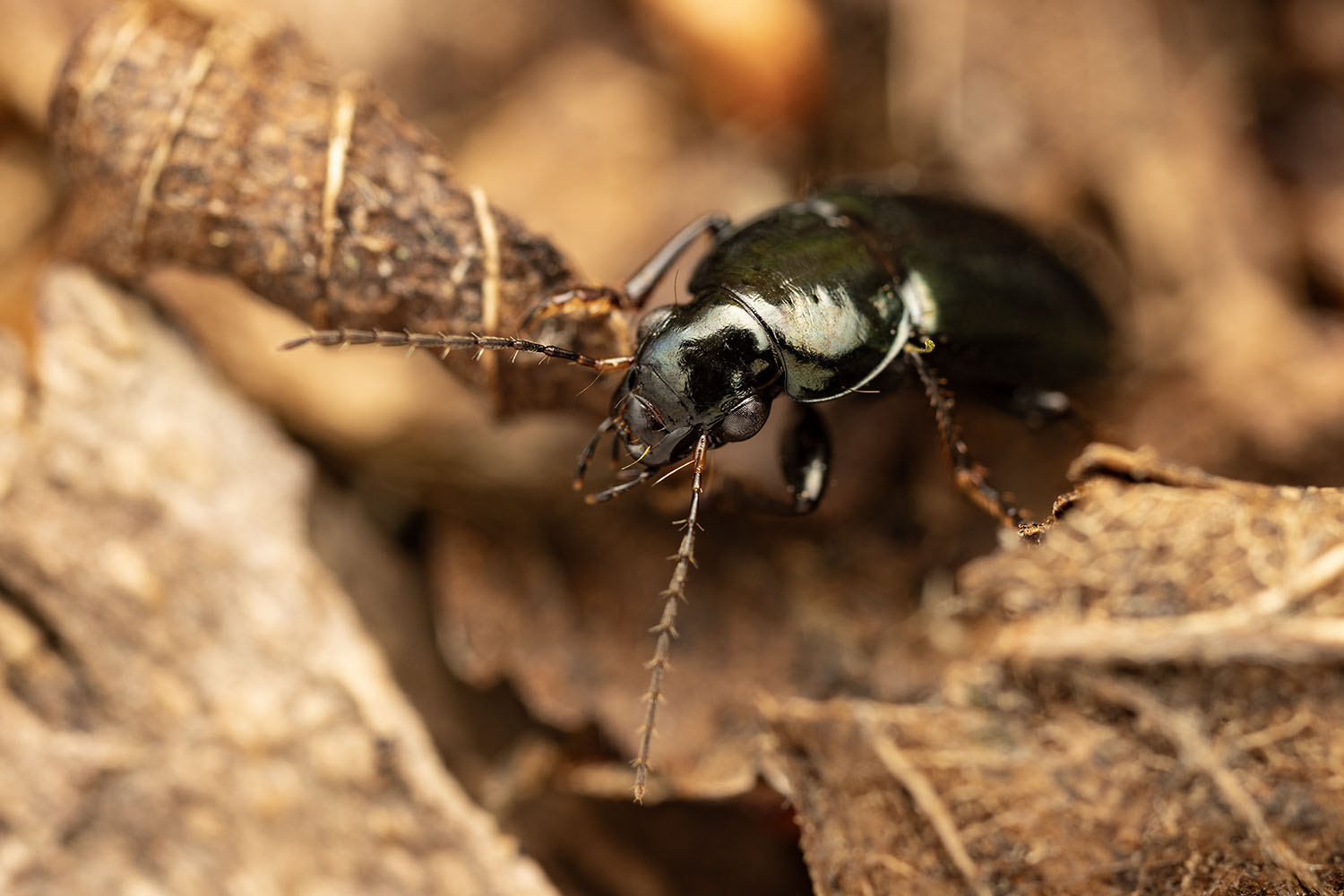 Carabidae sp01 