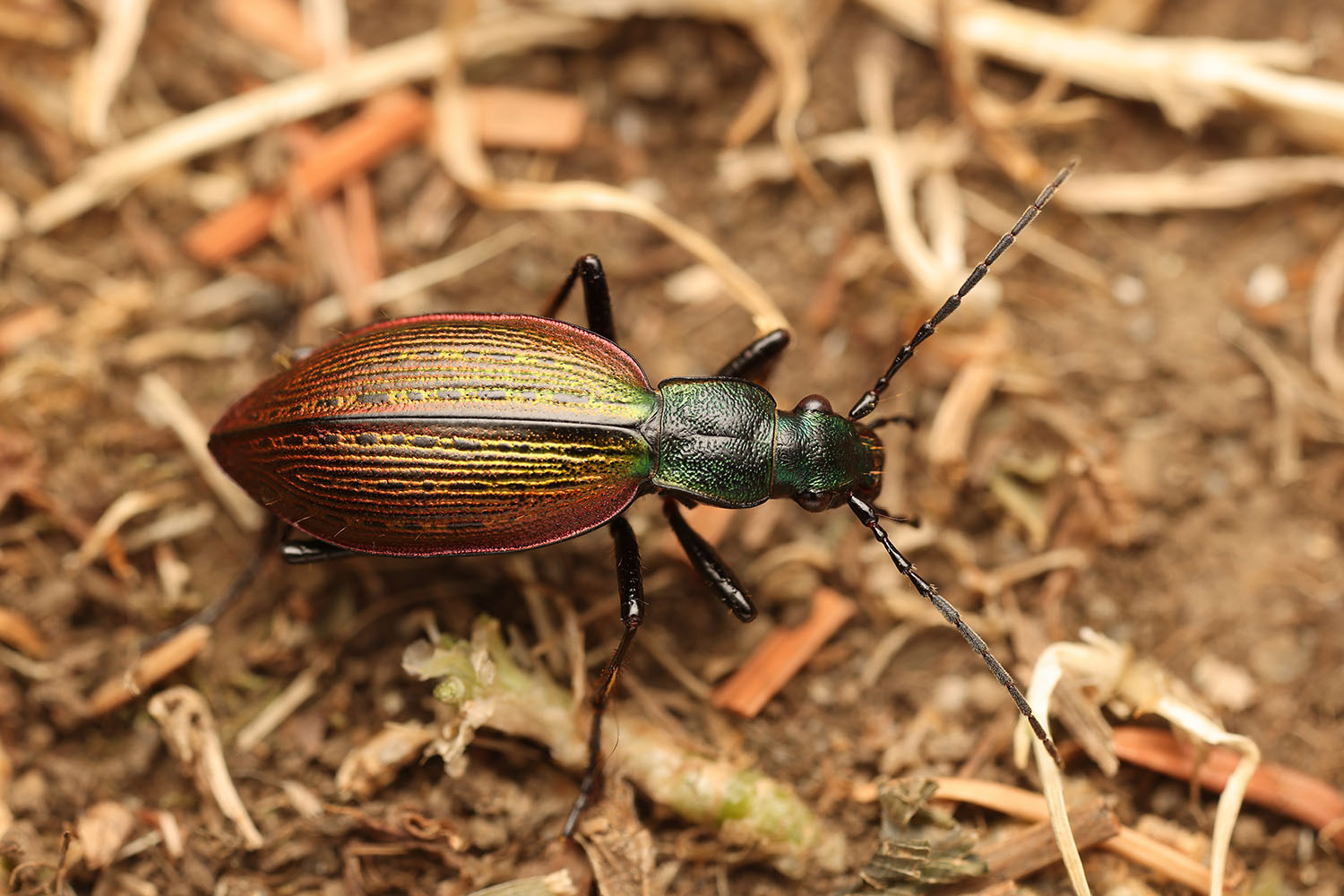 Ceroglossus buqueti 