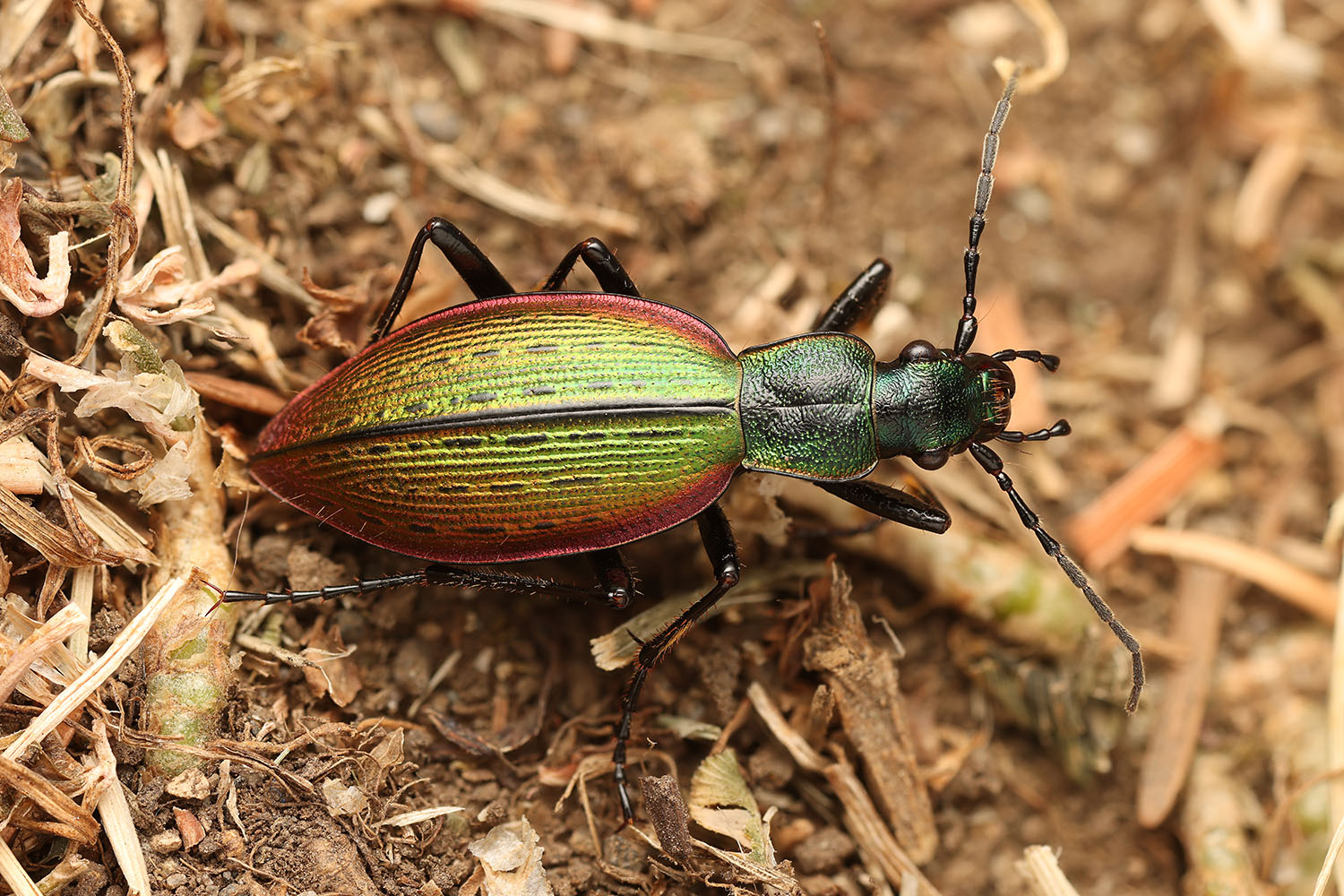 Ceroglossus buqueti 