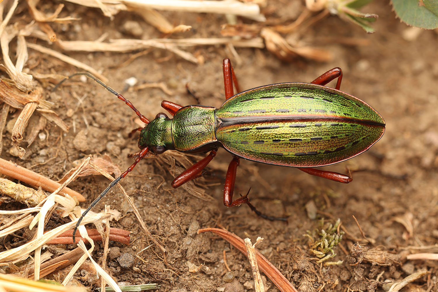 Ceroglossus suturalis 