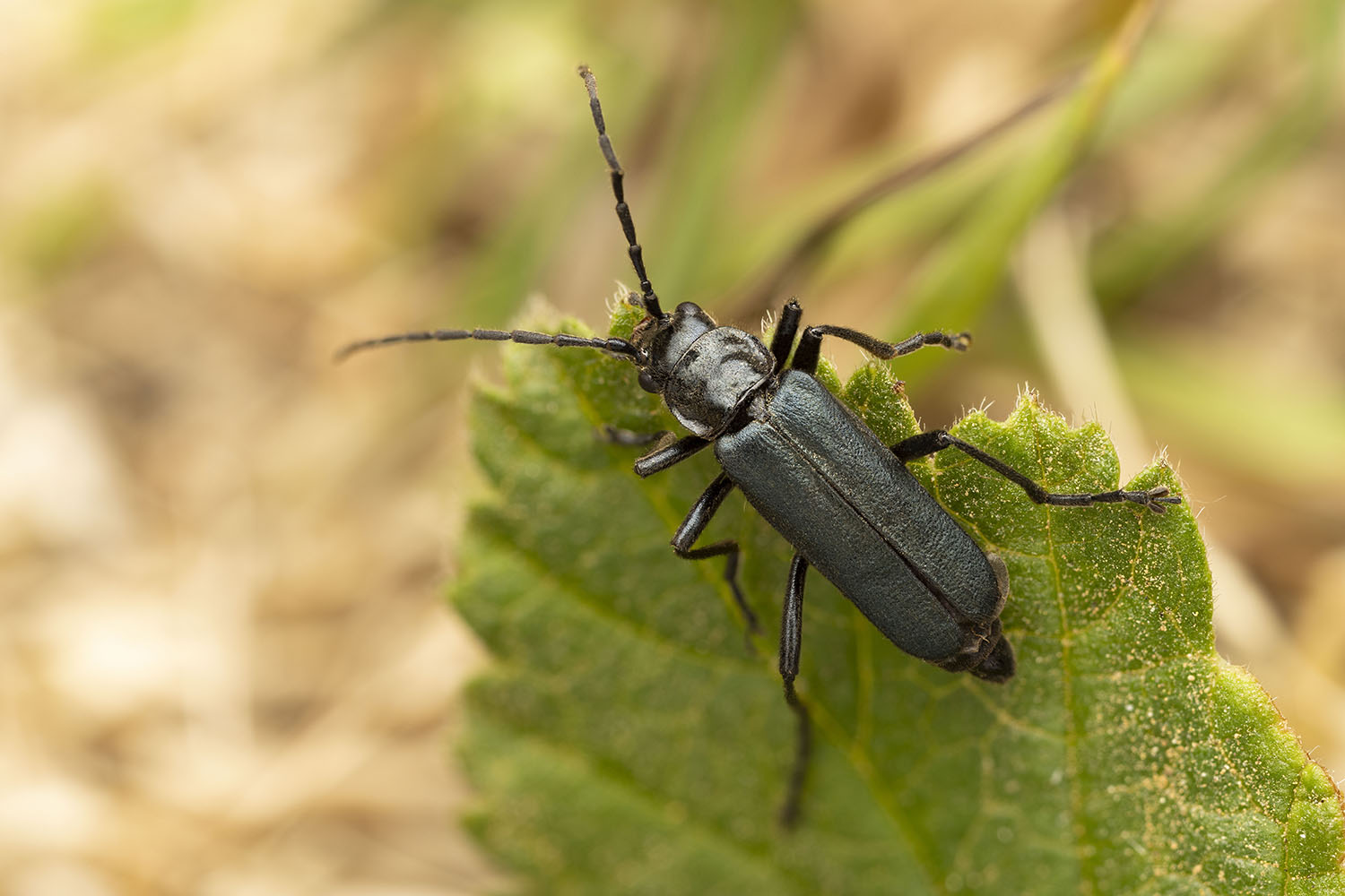 Chauliognathus sp02 