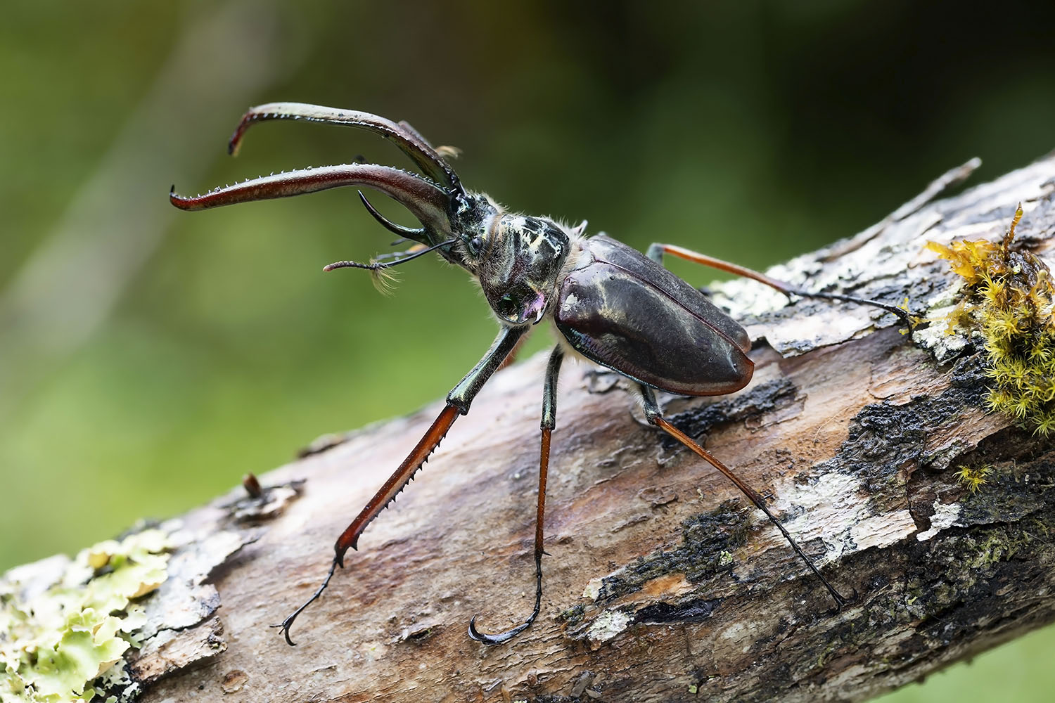 Chiasognathus grantii 