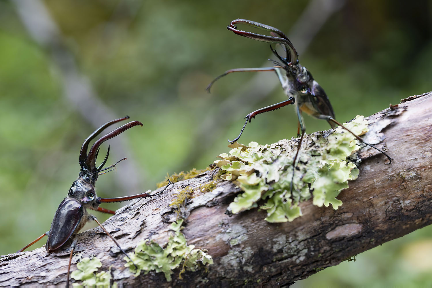 Chiasognathus grantii 