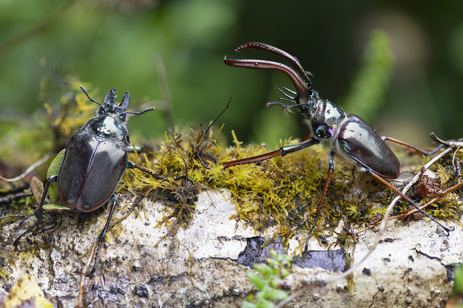 Chiasognathus grantii 