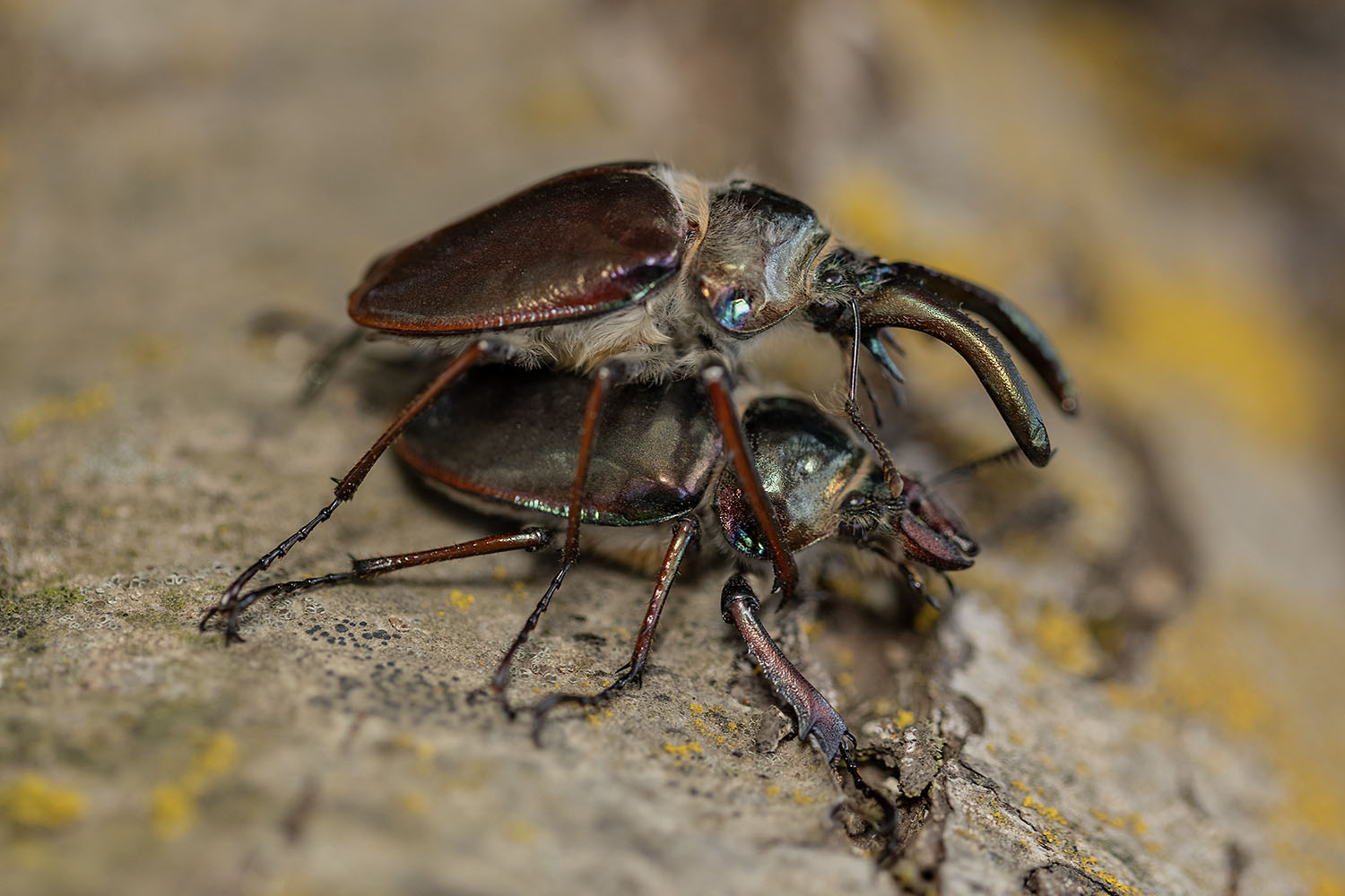 Chiasognathus grantii 