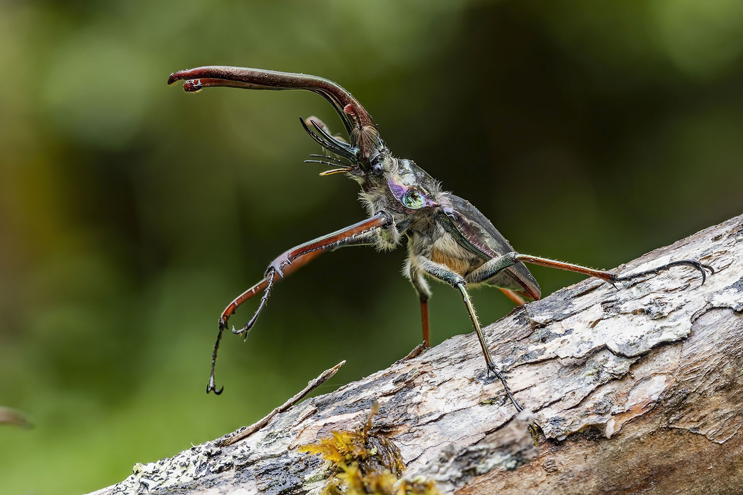 Chiasognathus grantii 