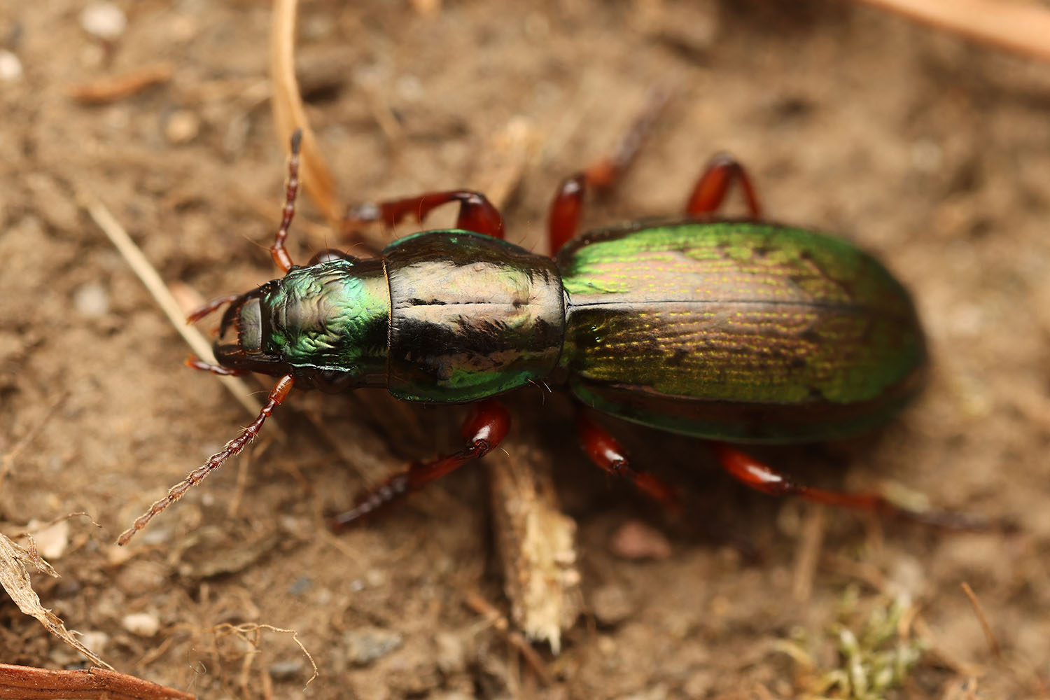 Creobius eydouxii 