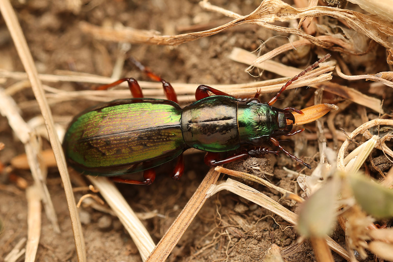 Creobius eydouxii 