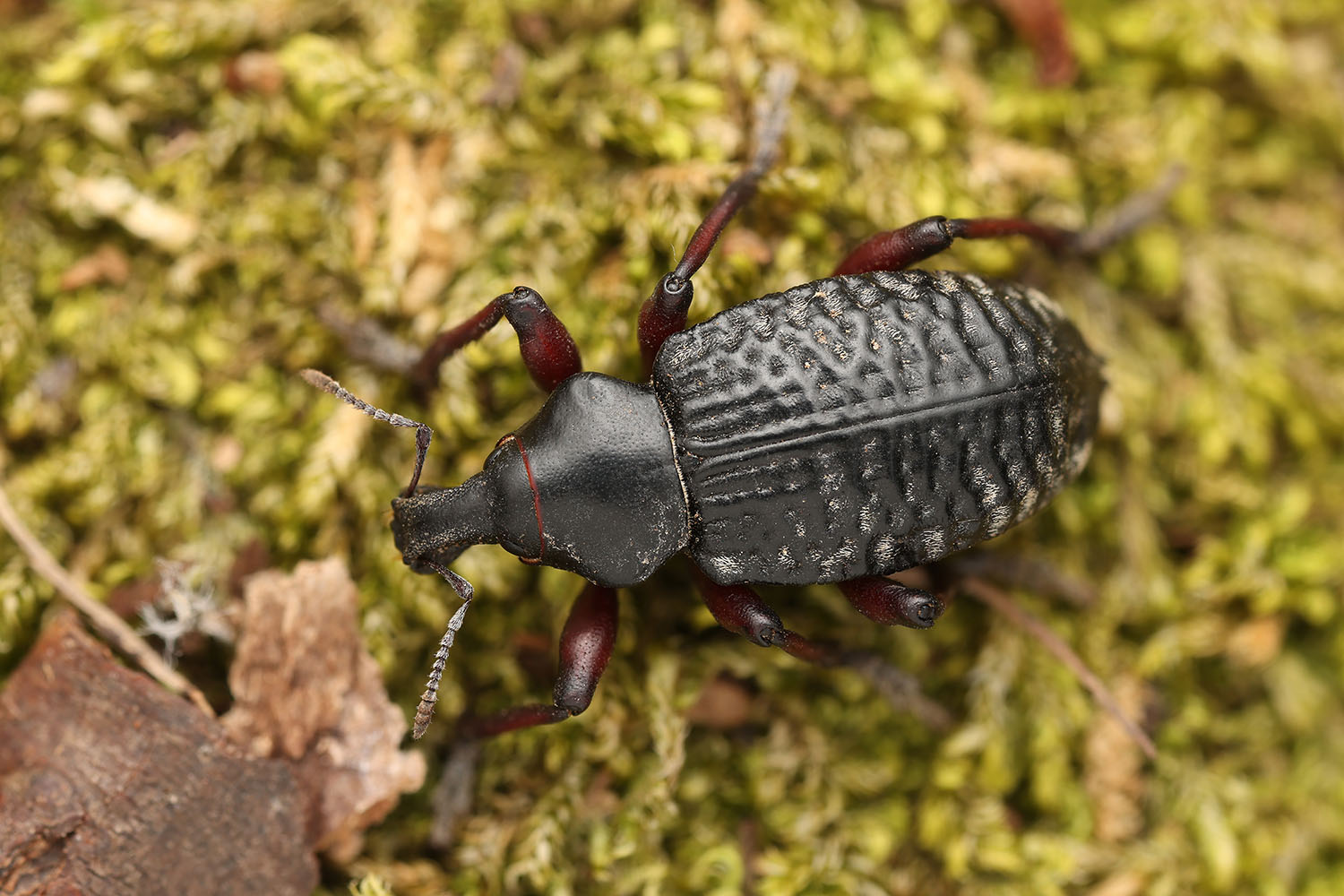 Cylydrorhinus angulatus 