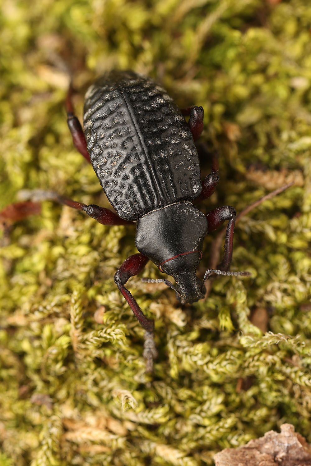 Cylydrorhinus angulatus 