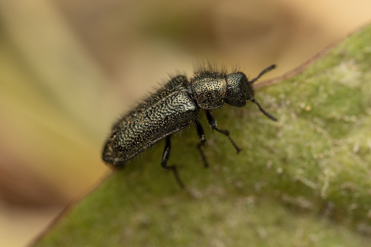 Melyridae sp01 