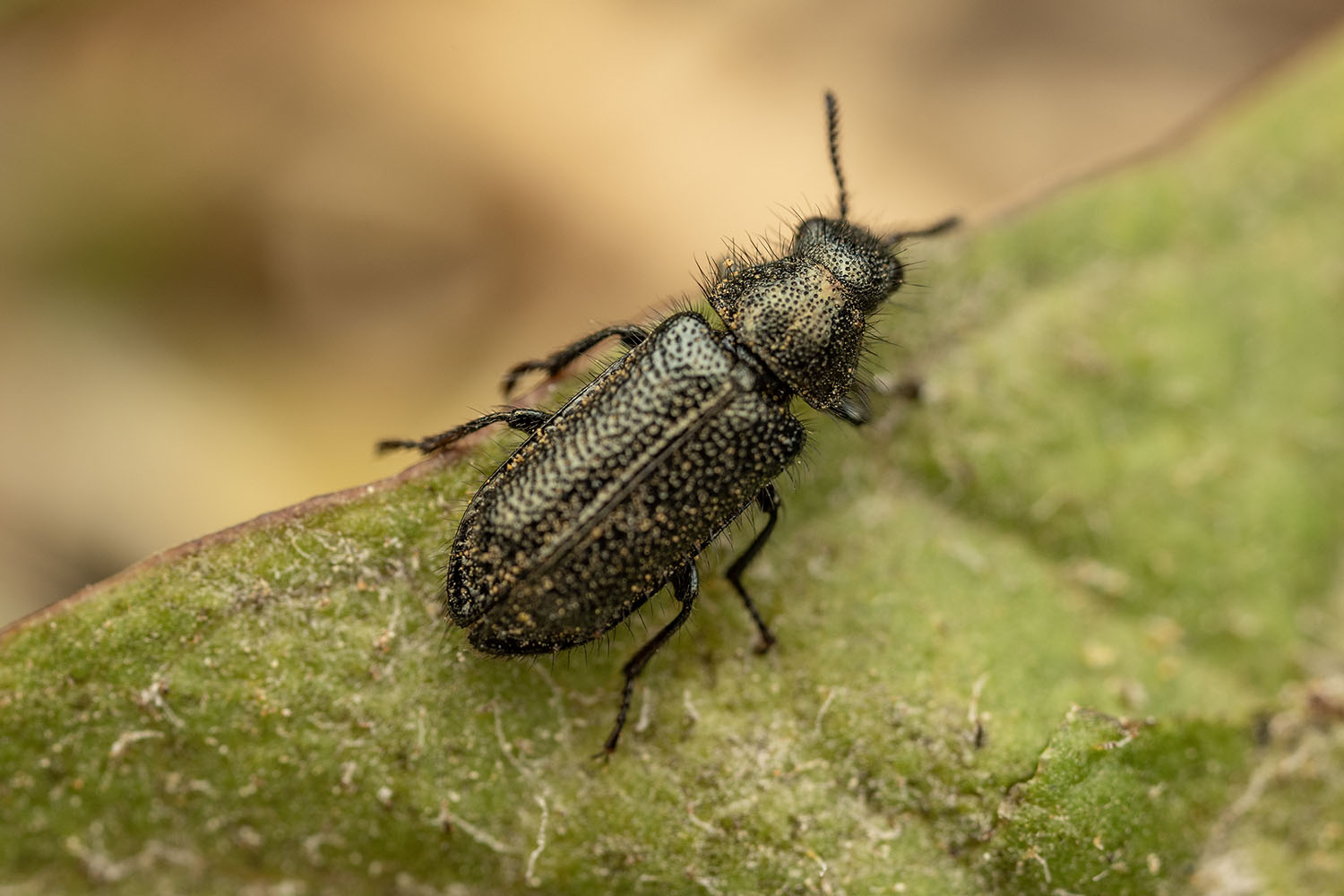 Melyridae sp01 