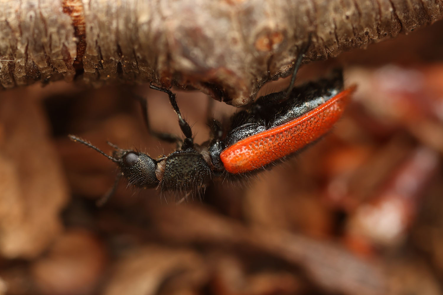 Melyridae sp02 