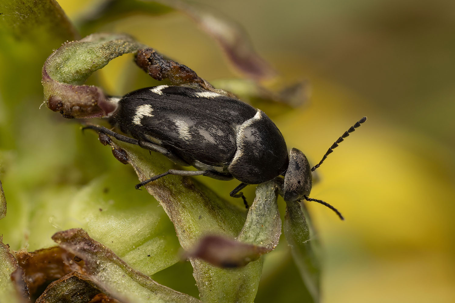 Mordellidae unidentified02 