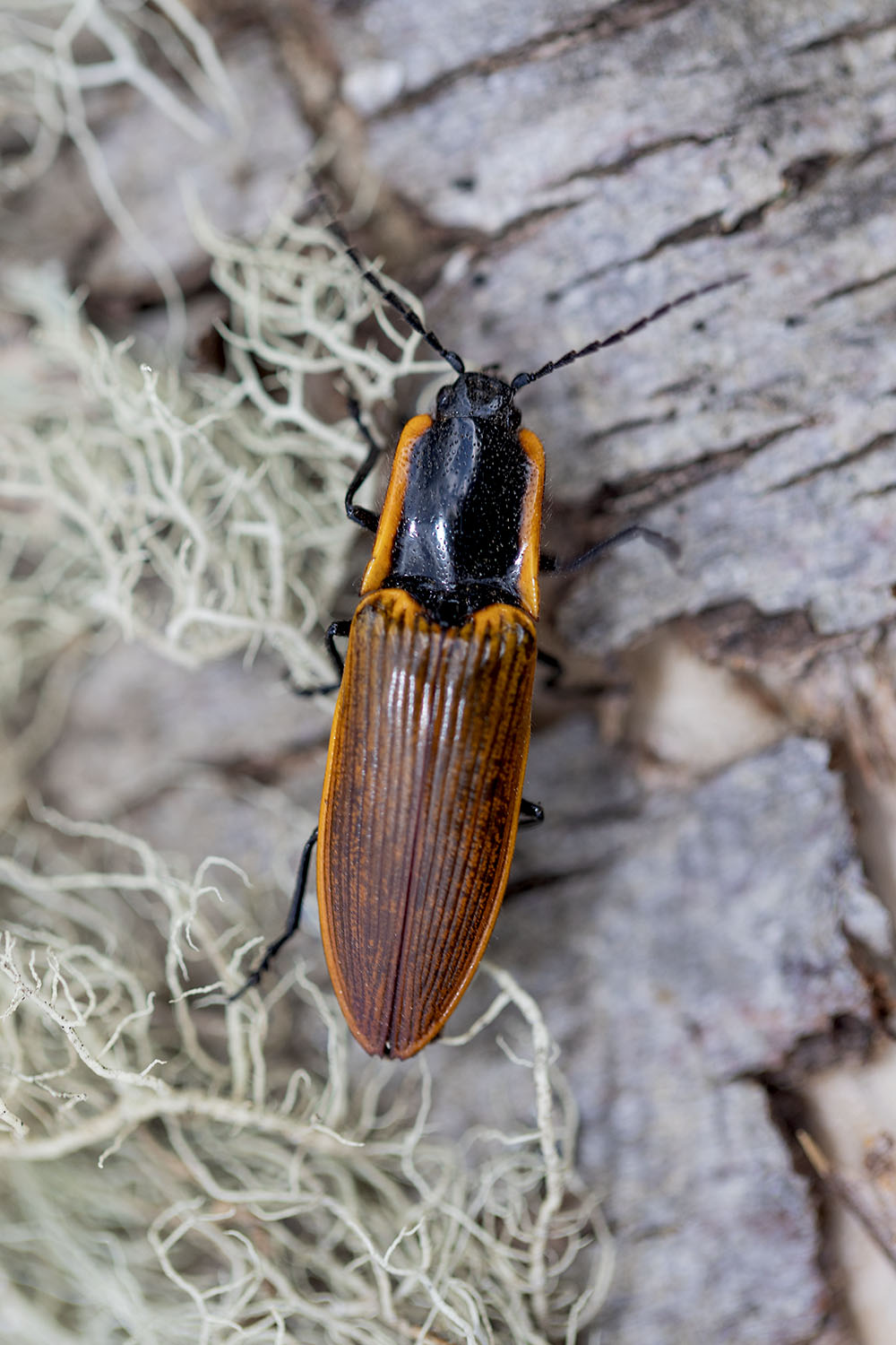 Semiotus luteipennis 