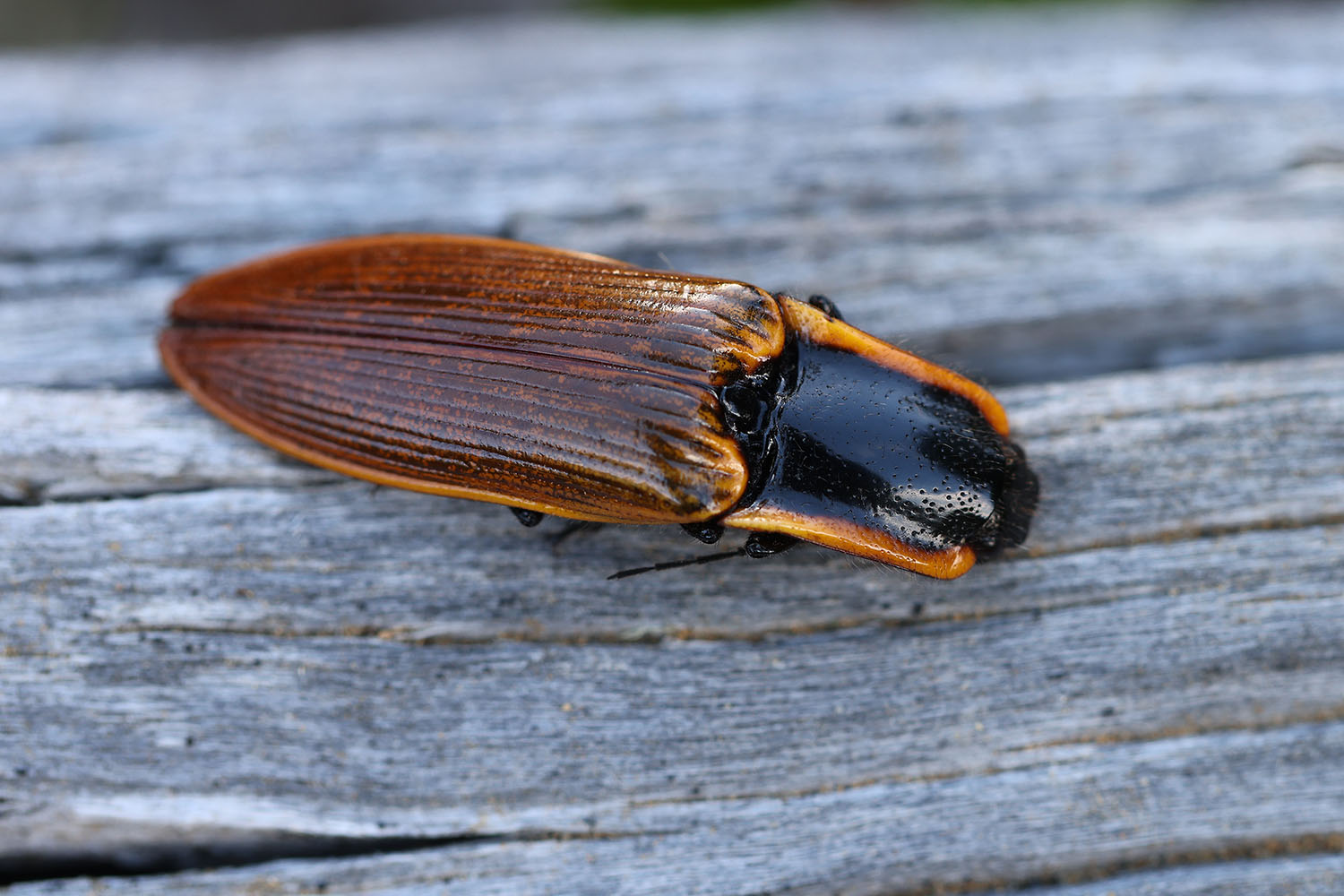 Semiotus luteipennis 