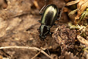 Carabidae sp01 