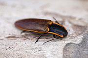 Semiotus luteipennis 