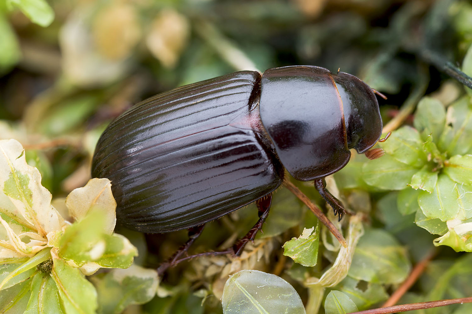 Acrossus rufipes 