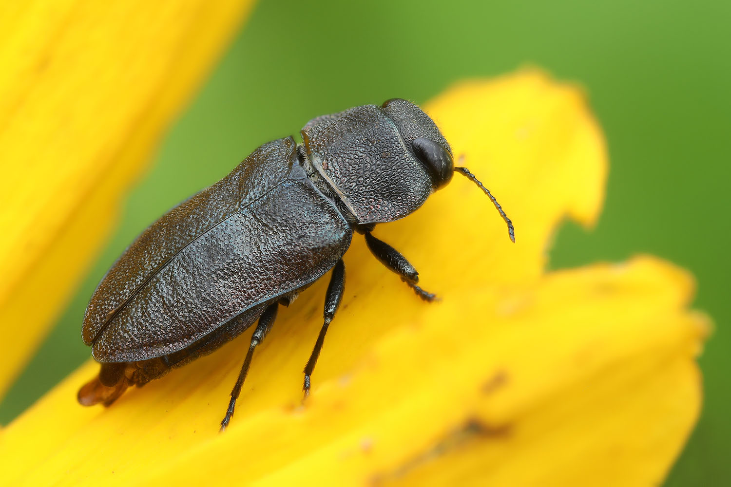 Anthaxia helvetica helvetica