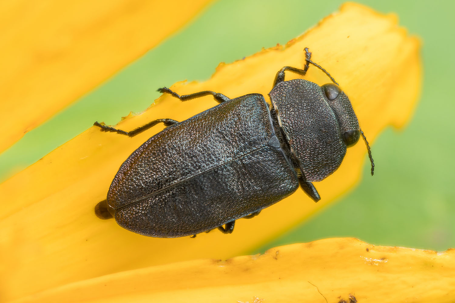 Anthaxia helvetica helvetica