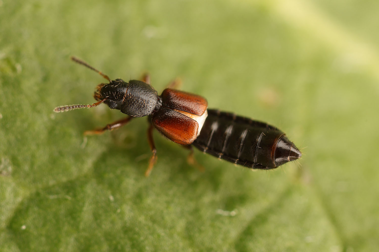 Bledius opacus 