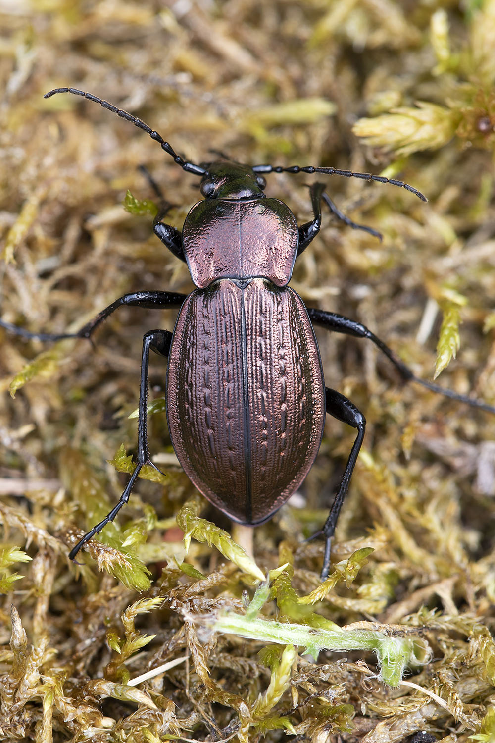 Carabus arvensis haideri