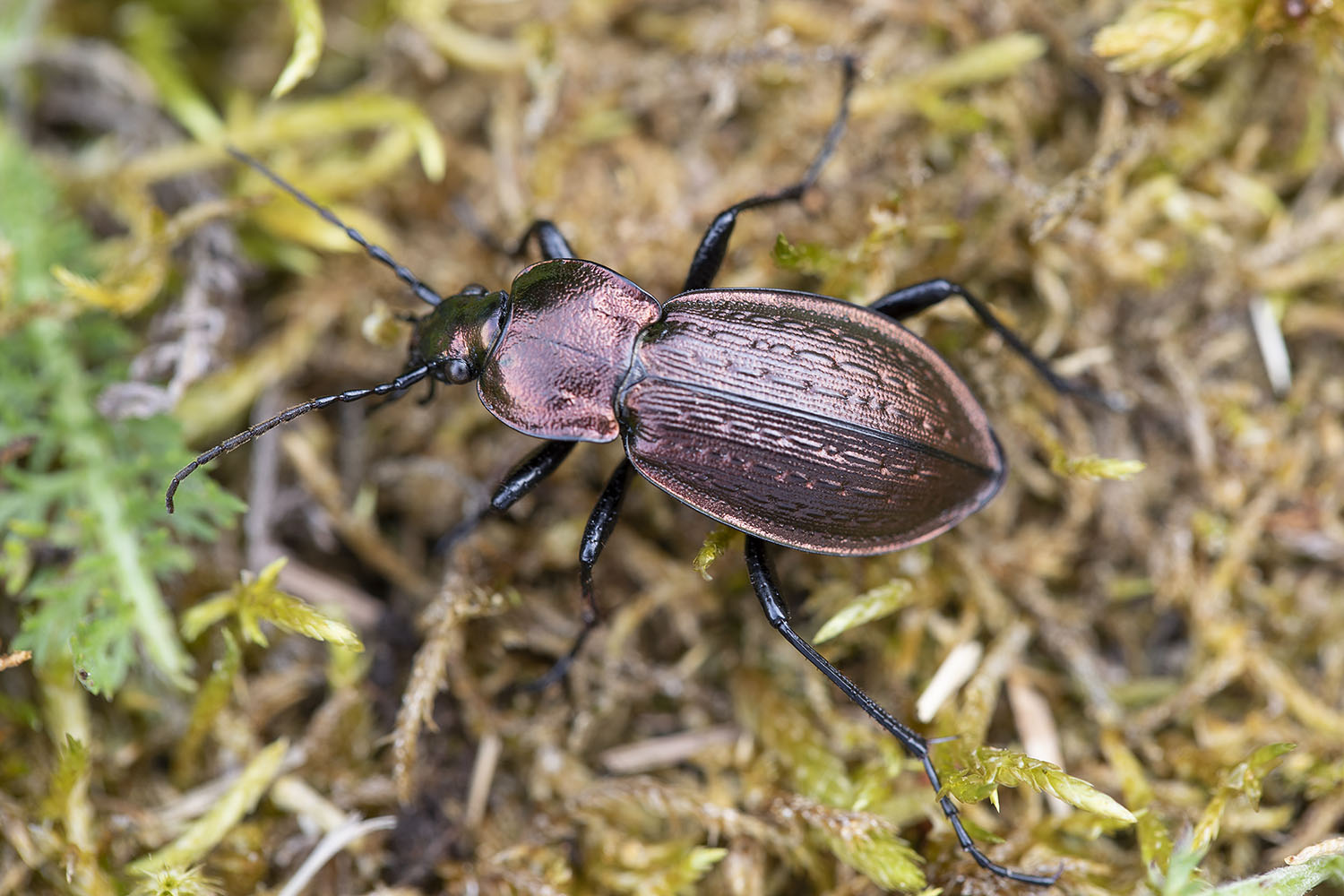 Carabus arvensis haideri