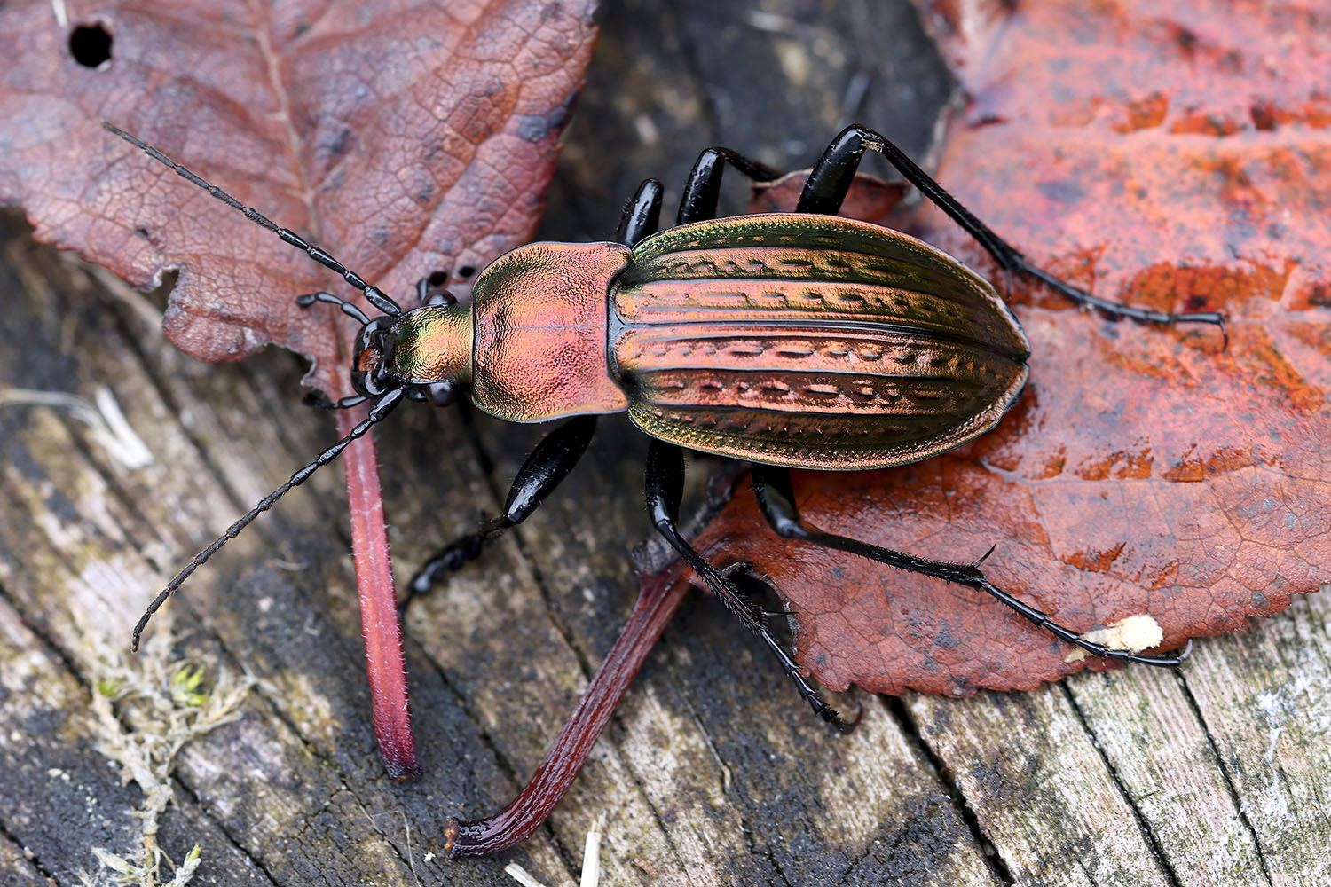 Carabus cancellatus emarginatus