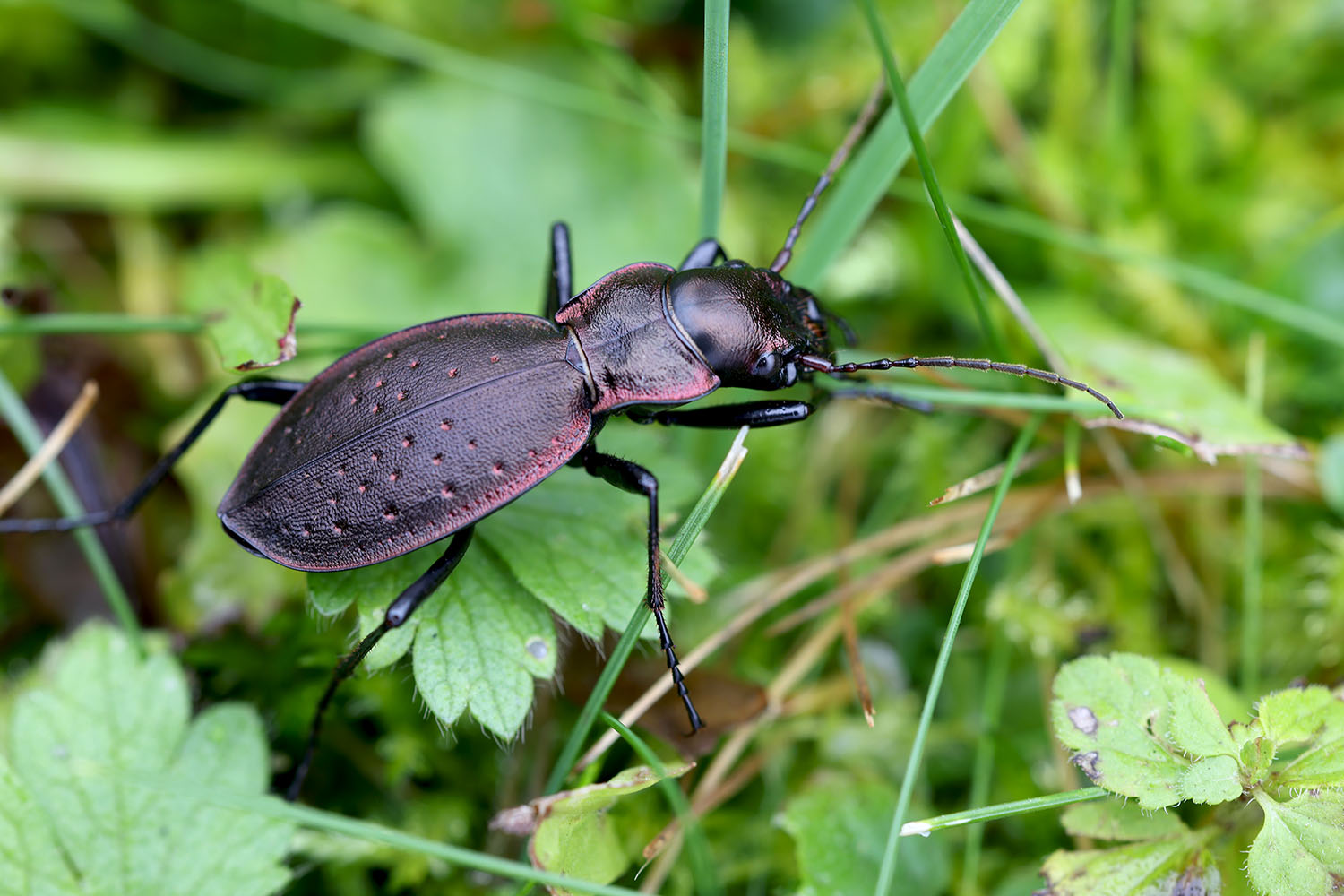 Carabus irregularis ramanus