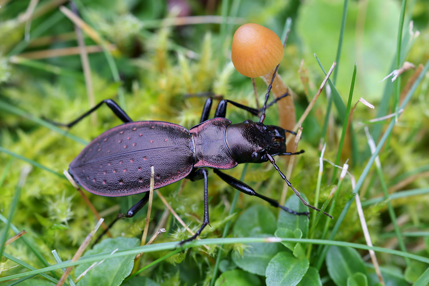 Carabus irregularis ramanus