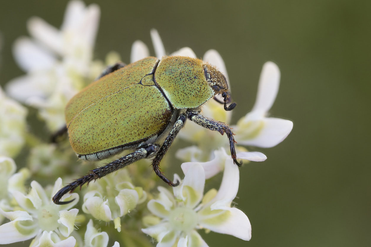 Hoplia argentea 