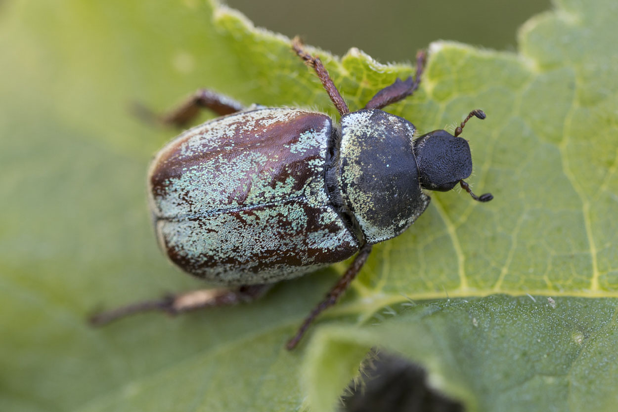 Hoplia argentea 