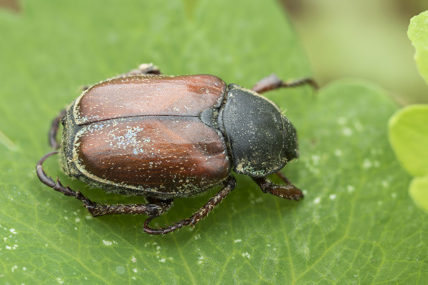 Hoplia argentea 