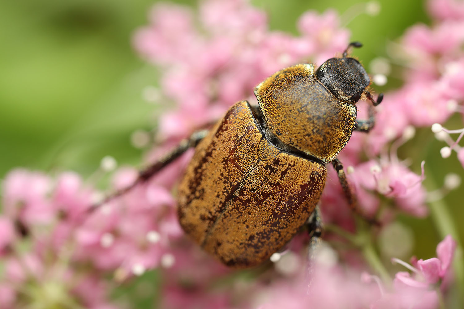 Hoplia argentea 