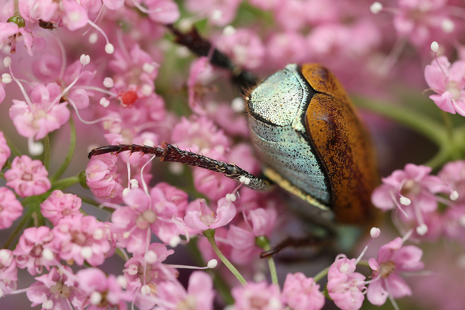 Hoplia argentea 