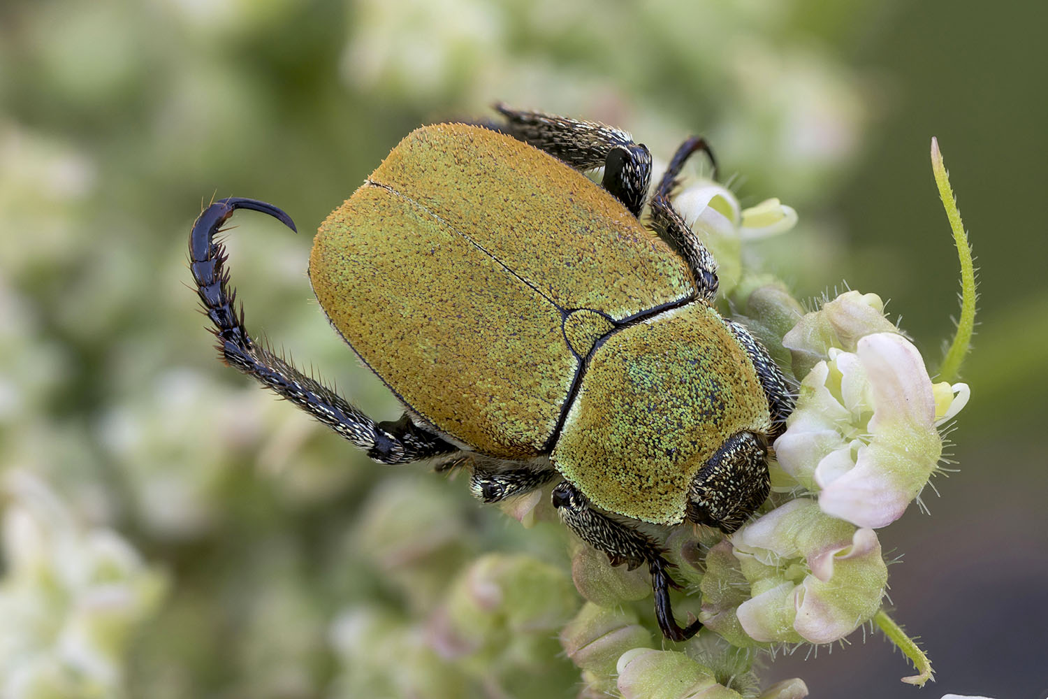 Hoplia argentea 