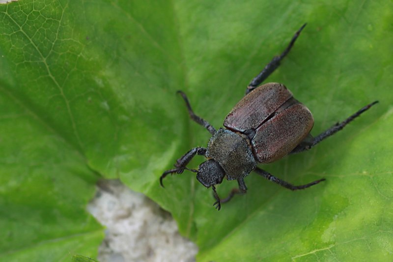 Hoplia philanthus 