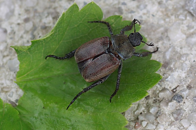 Hoplia philanthus 