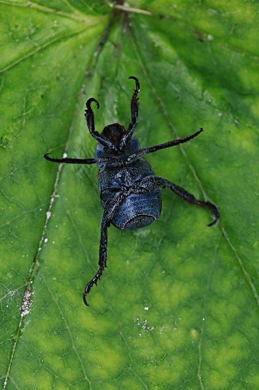 Hoplia philanthus 