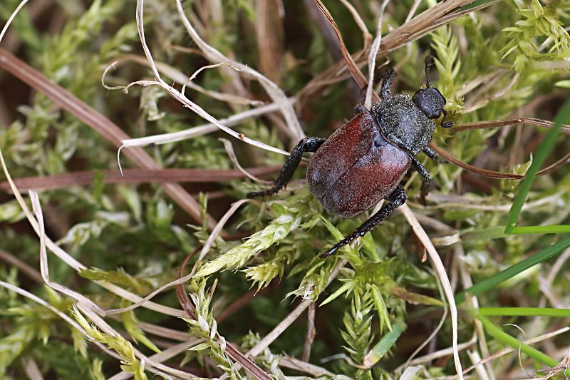 Hoplia philanthus 