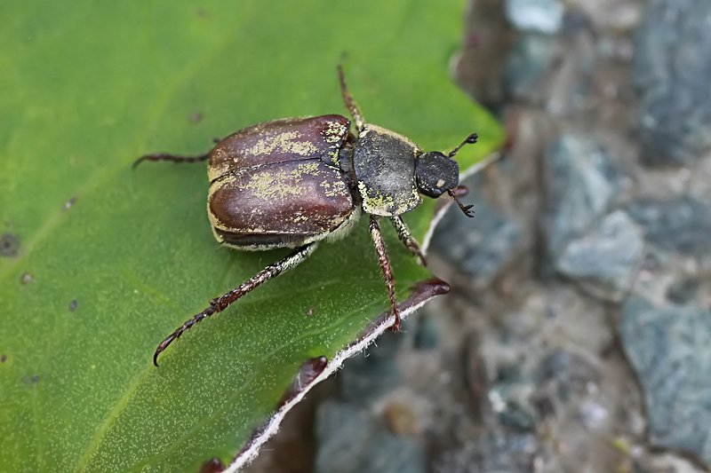 Hoplia philanthus 