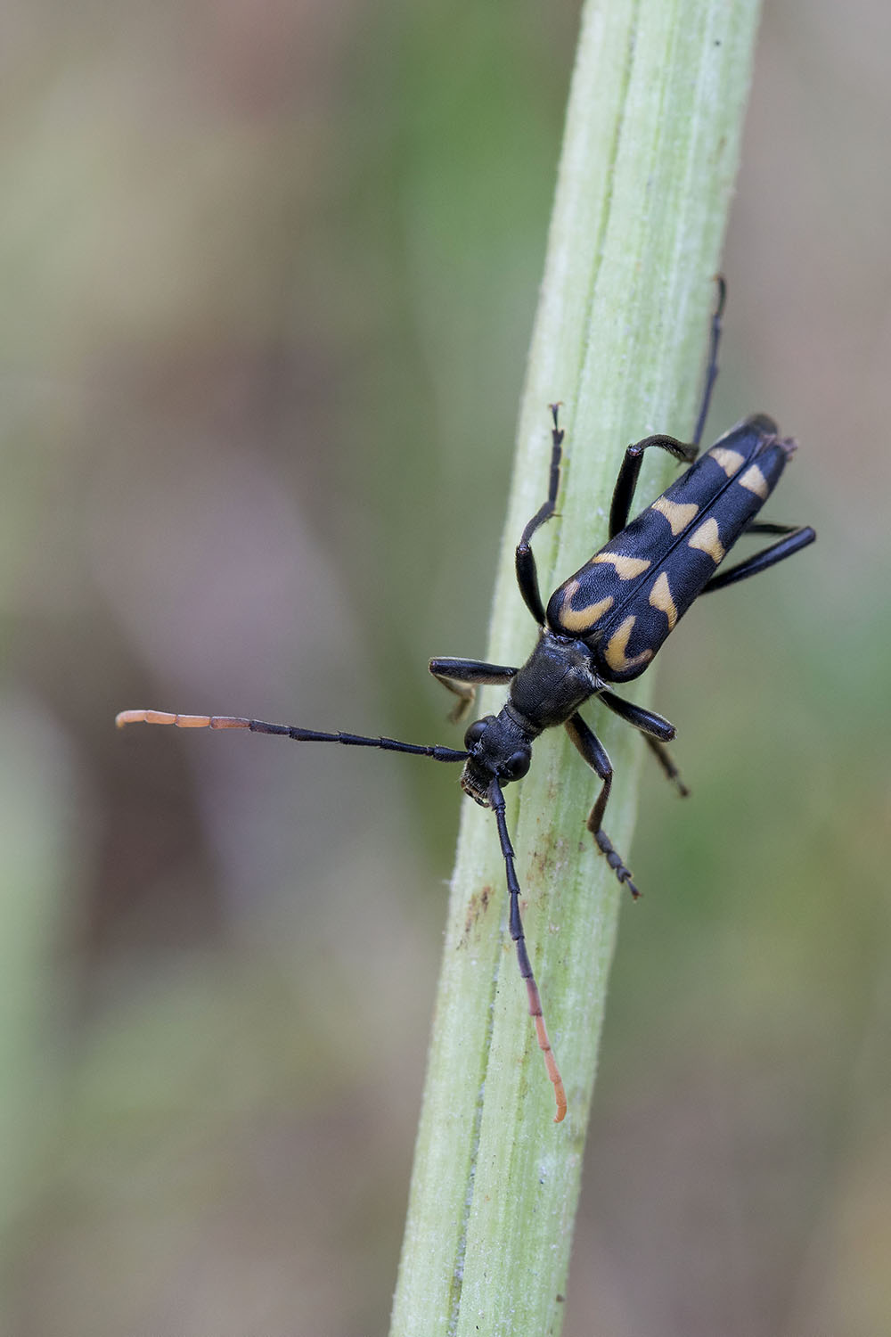 Leptura annularis 