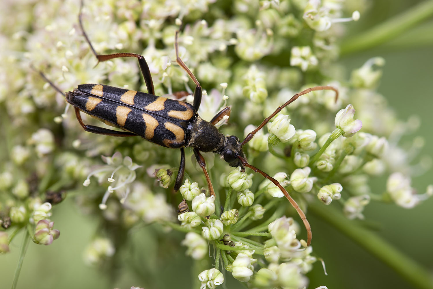 Leptura annularis 